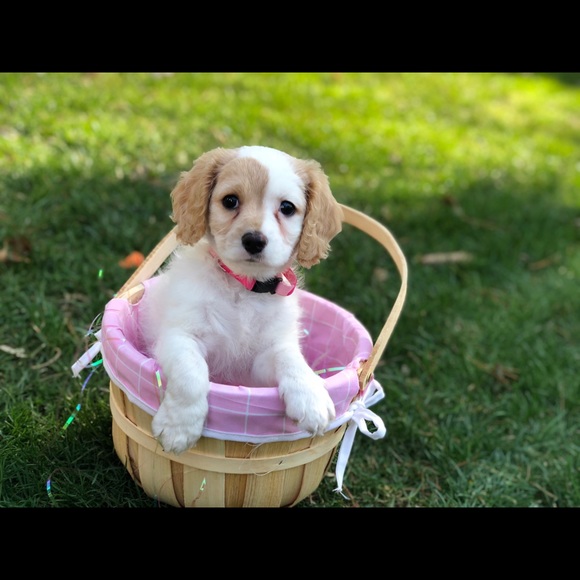 Meet your Posher, Shelly - Picture 1 of 1